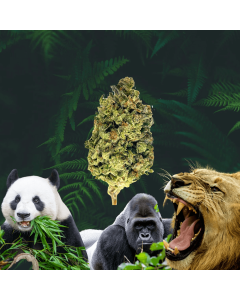 Animal Mints THCA